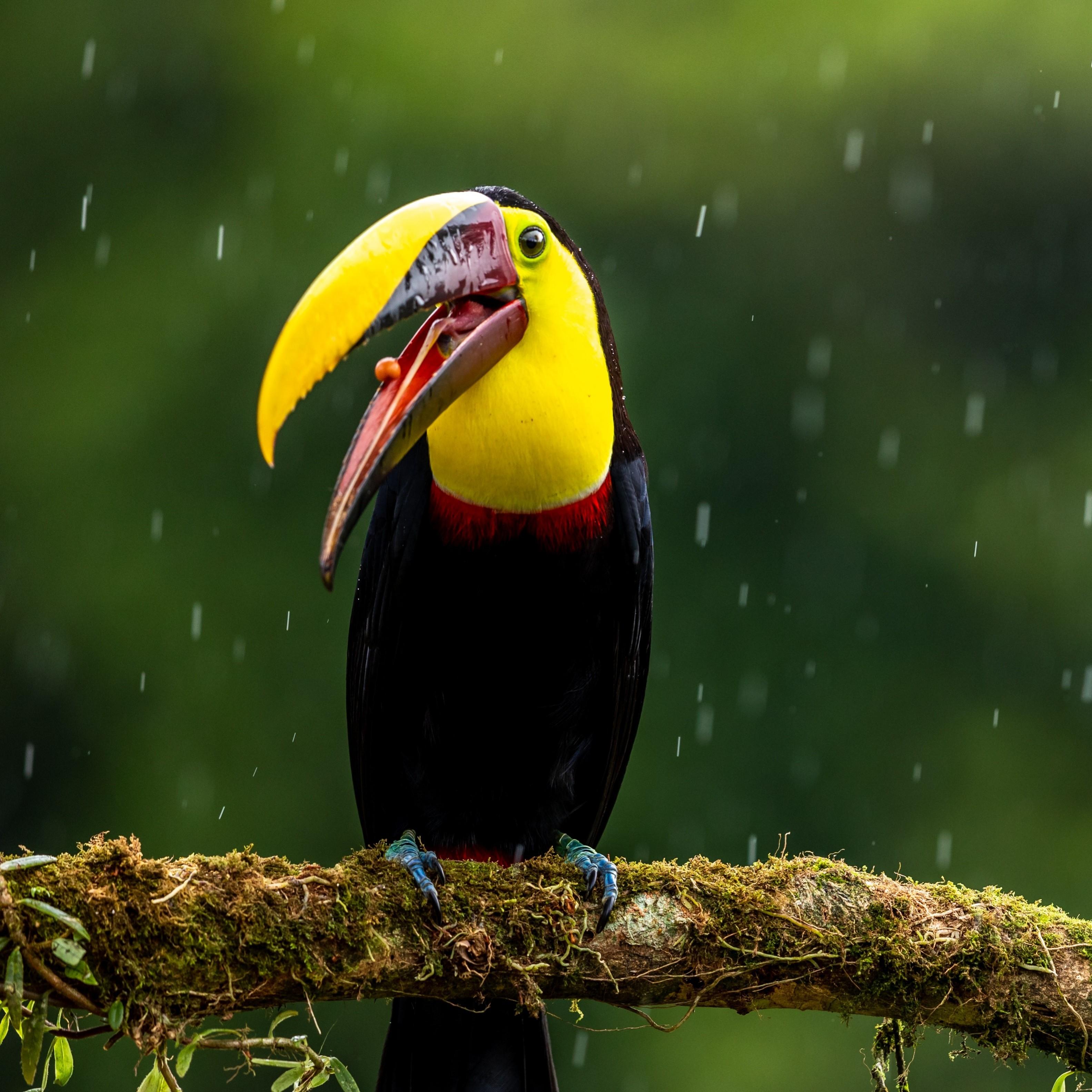 https://media.premiercasa.com/thumbnail/happy toucan headphotos.jpg